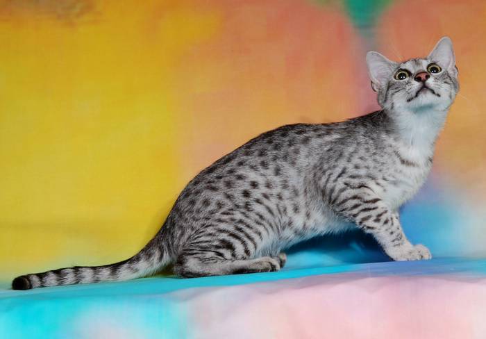 Египетский мау, фото породы кошек фотография