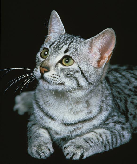 Египетский мау, фото породы кошки фотография 