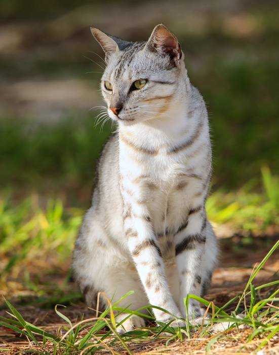Египетский мау, фото породы кошки фотография 