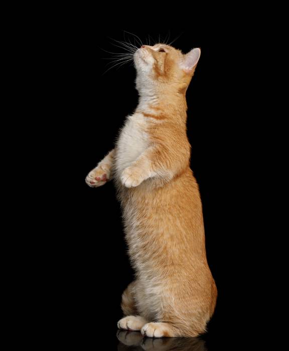 Короткошерстный манчкин, коротколапая кошка, фото фотография