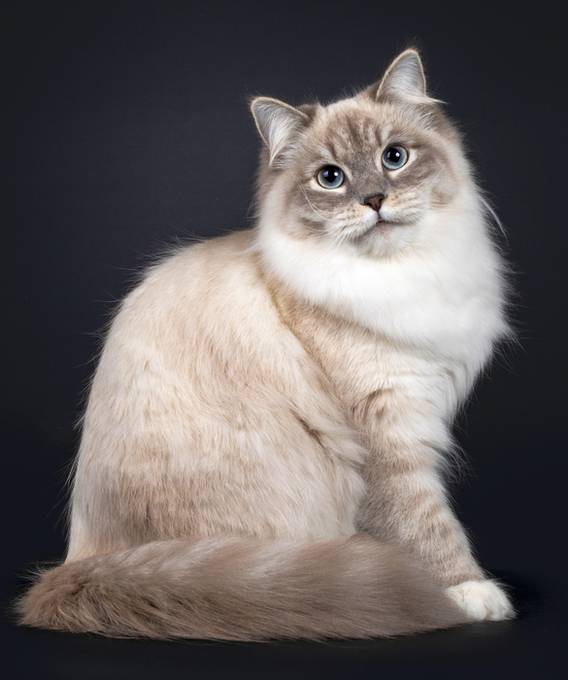 Невская маскарадная кошка (Neva vasquerade cat), фото фотография