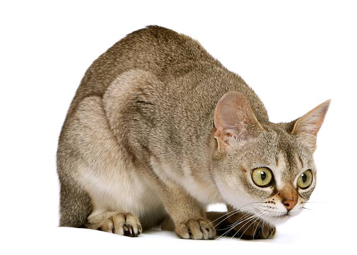 Сингарупа, фото породы кошек фотография картинка