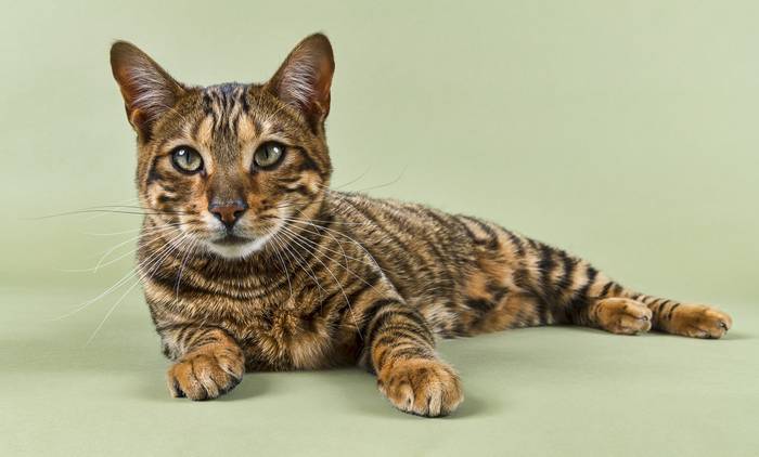 Тойгер (Toyger cat), кошки породы кошек фото