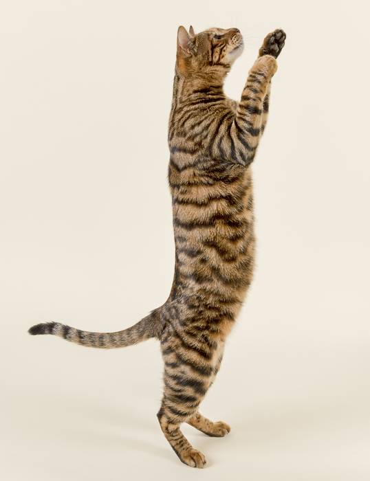 Тойгер, фото фотография кошки
