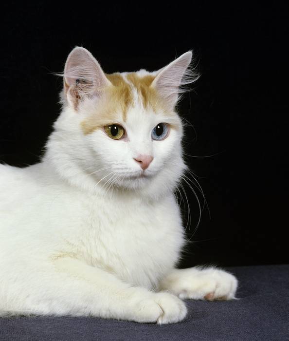 Турецкий ван, кошка с котятами, фото фотография