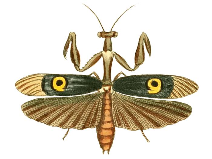 Африканский колючий богомол (Pseudocreobotra ocellata), рисунок картинка насекомые