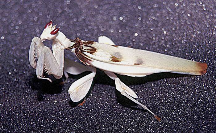Орхидейный богомол (Hymenopus coronatus), фото фотография насекомые