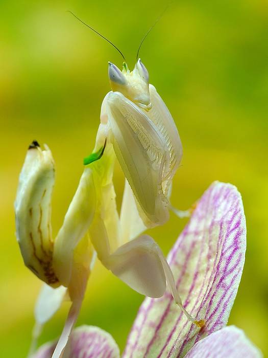 Орхидейный богомол (Hymenopus coronatus), фото фотография насекомые