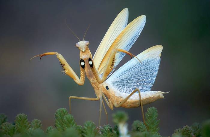 Устрашающая поза богомола, фото фотография насекомые