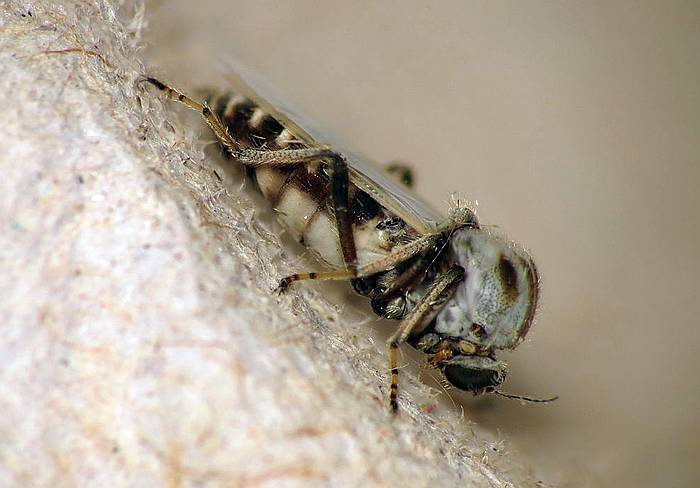 Мокрец Sphaeromias pictus, фото фотография насекомые