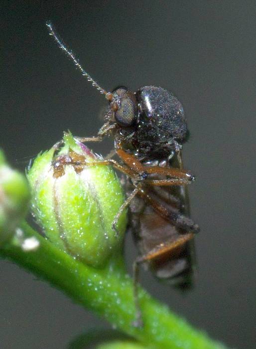 Палпомия (Palpomyia sp.), самка, фото фотография насекомые