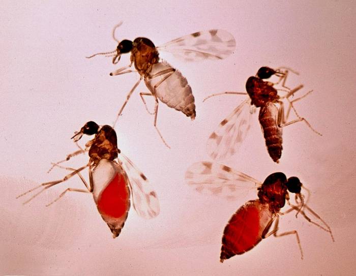 Мокрецы Culicoides imicola, самка, фото фотография насекомые