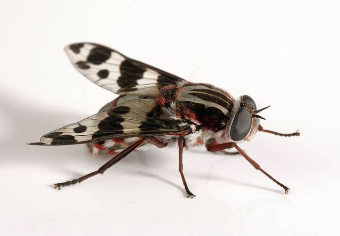 Муха семейства Pelechorhynchidae, фото фотография насекомые