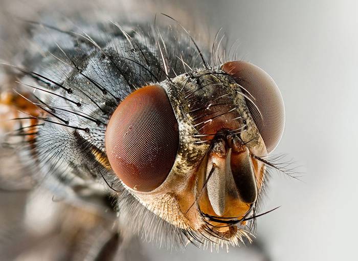 Голова комнатной мухи (Musca domestica), фото фотография насекомые
