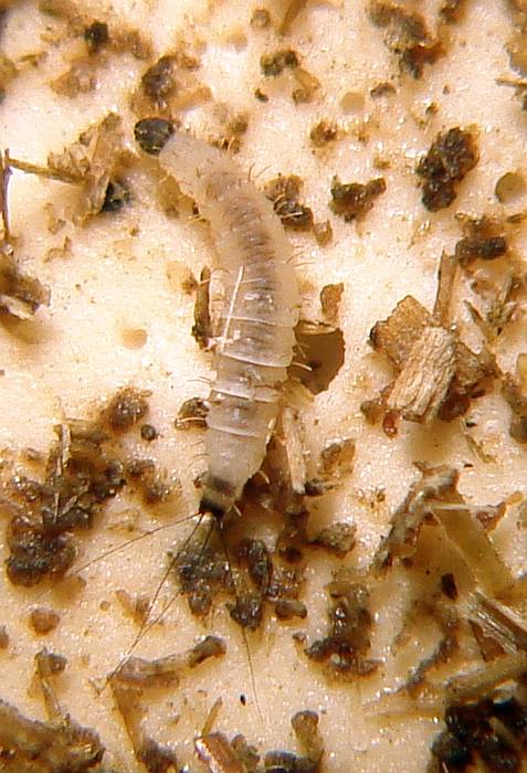 Луцомия (Lutzomyia longipalpis), личинки, фото фотография насекомые