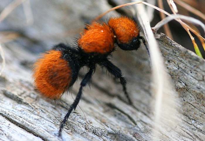 Бархатный муравей (Dasymutilla aureola), фото насекомые фотография