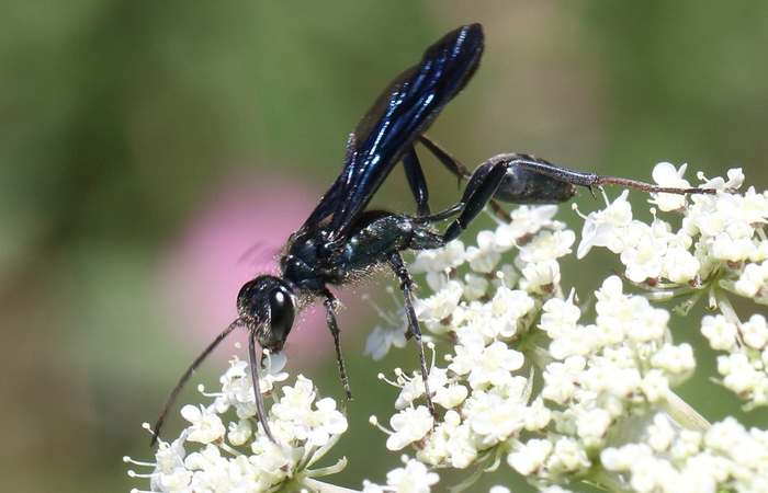 Грязевая оса (Chalybion sp.), фото насекомые фотография
