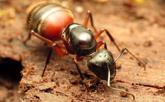 Ампонотус, или муравей-древоточец (Camponotus sp.), фото насекомые фотография