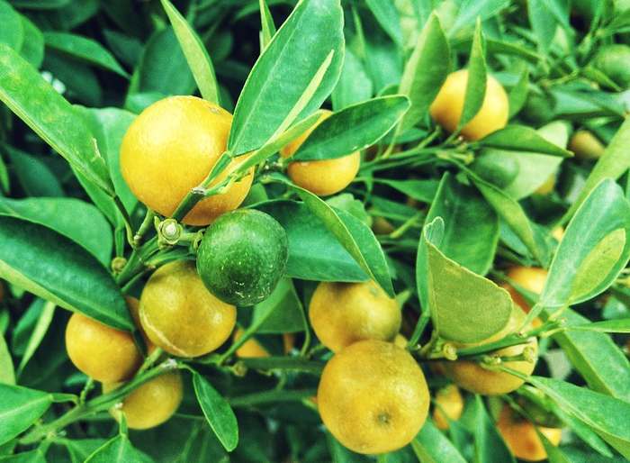 Лимон (Citrus limon), дерево, фото фотография растения