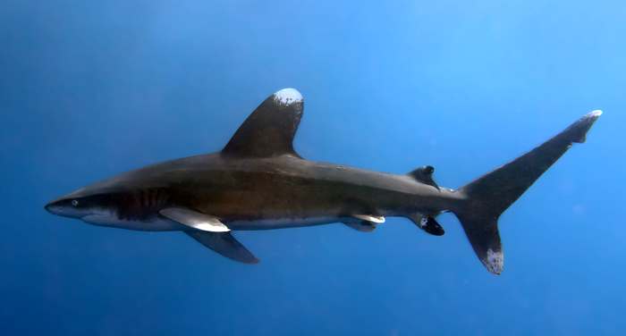 Длиннокрылая акула (Carcharhinus longimanus), фото опасные рыбы картинка