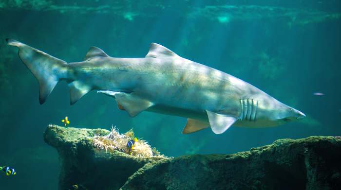 Песчаная акула (Carcharias taurus), фото рыбы фотография