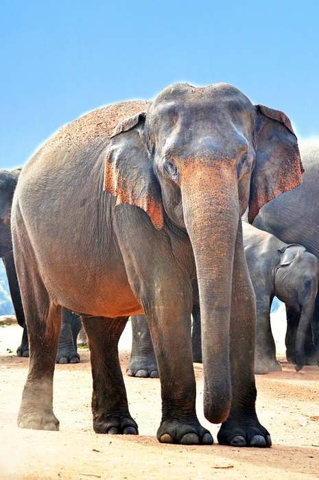 Индийский слон (Elephas maximum), фото картинка животные