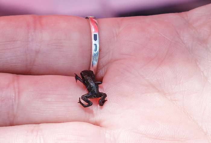 Микроквакша (Paedophryne amauensis), самая маленькая лягушка на планете, фото амфибии фотография