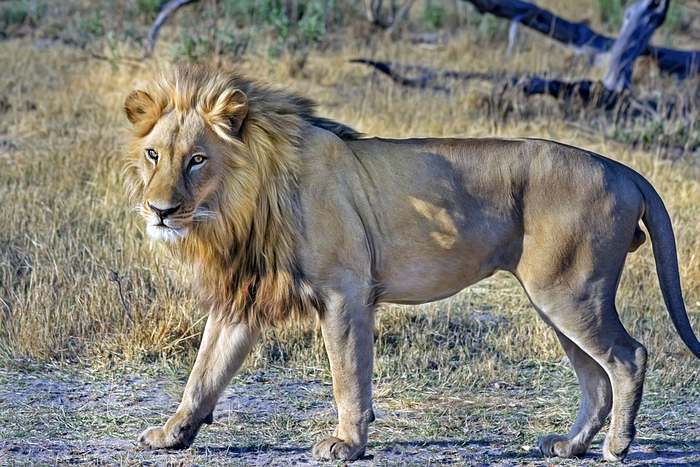 Лежащий лев (Panthera leo), фото хищные животные фотография