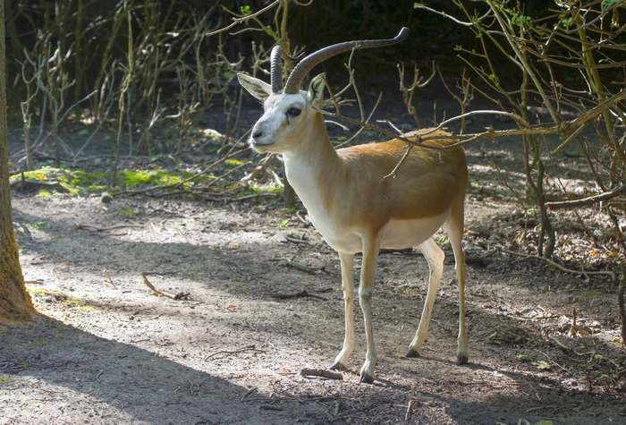 Джейран (Gazella subgutturosa), фото животные картинка