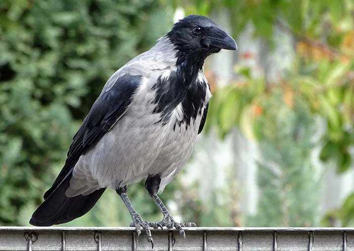 Серая ворона (Corvus cornix), фото фотография птицы