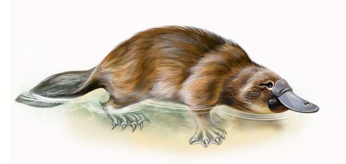 Утконос (Ornithorhynchus anatinus), однопроходные рисунок картинка