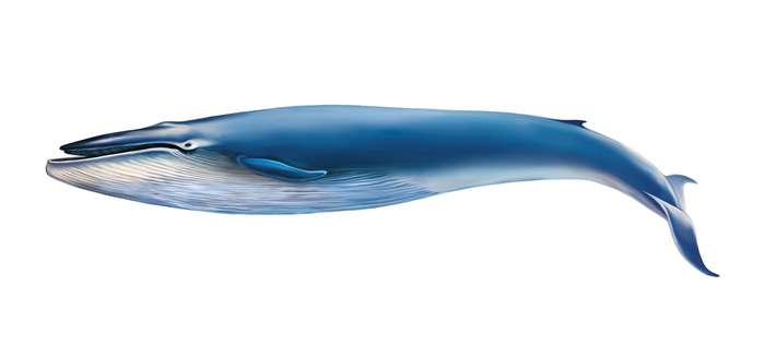 Синий кит (Balaenoptera musculus), рисунок картинка