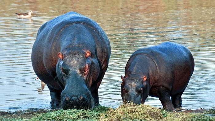 Бегемоты (Hippopotamus amphibius), фото новости о животных фотография