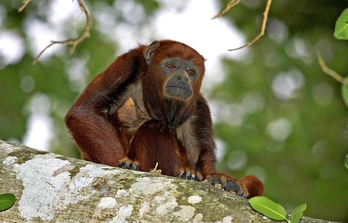 Рыжий, или красный ревун (Alouatta seniculus), фото приматы фотография