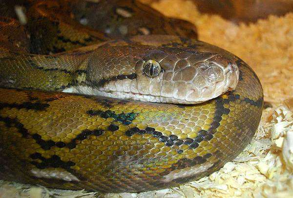Питон сетчатый каяди (карликовый) (Python reticulatus Kayuadi), фото рептилии, фотография змеи
