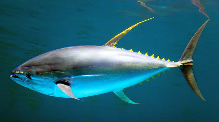 Желтоперый тунец (Thunnus albacares), фото картинка рыбы фотография