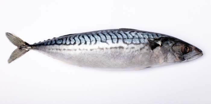 Атлантическая скумбрия (Scomber scombrus), фото рыбы картинка изображение