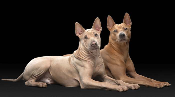 Тайский риджбек, фото породы собак фотография