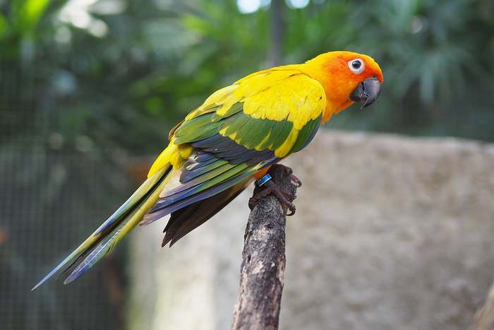 Солнечная, или желтоголовая аратинга (Aratinga solstitialis), фото птицы попугаи фотография