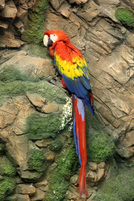 Красный ара (Ara macao), фото попугаи птицы изображение