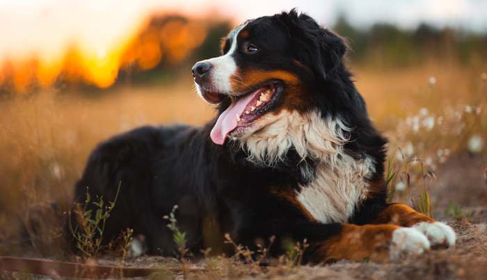 Бернский зенненхунд, фото пароды собак изображение картинка