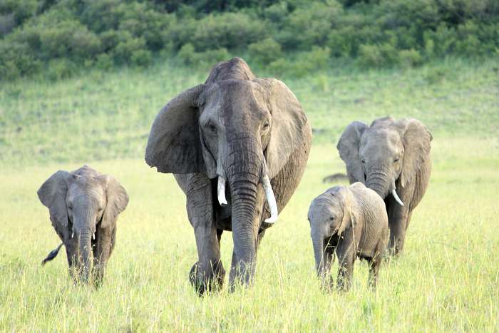 Африканский слон со слонятами, фото дикие животные картинка