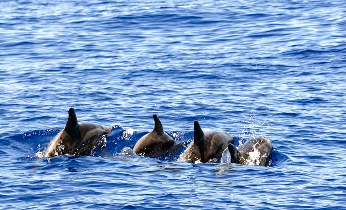 Дельфины, фото киты фотография