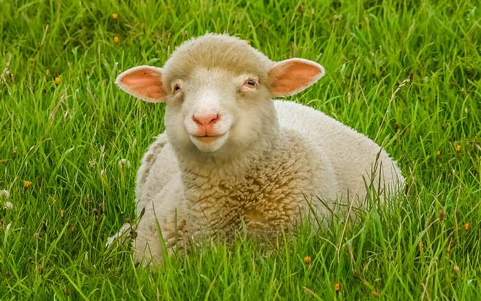 Овца, лежащая на траве, фото парнокопытные животные фотография