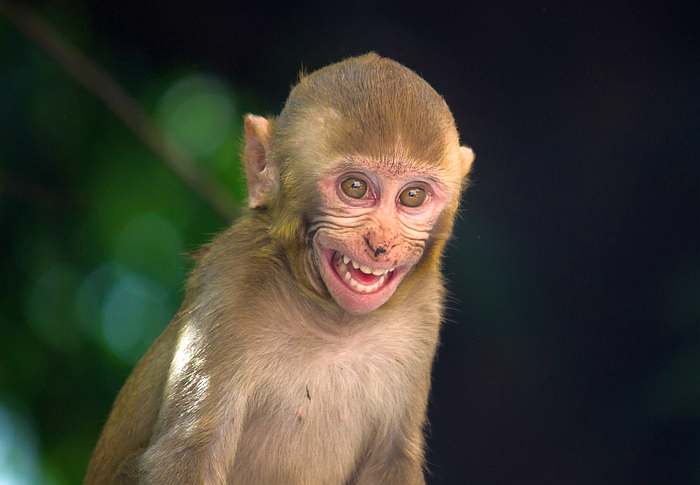 Макака-резус, бенгальский макак (Macaca mulatta), фото фотография приматы
