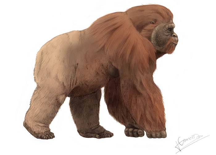 Гигантопитек (Gigantopithecus), фото фотография вымершие животные