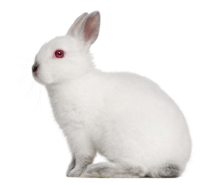 Гермелин, или польский кролик, фото самые красивые кролики фотография картинка