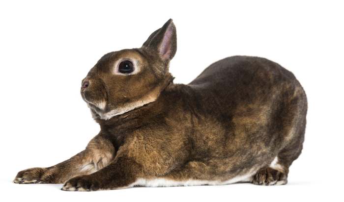 Карликовый кролик рекс, фото домашние кролики картинка изображение