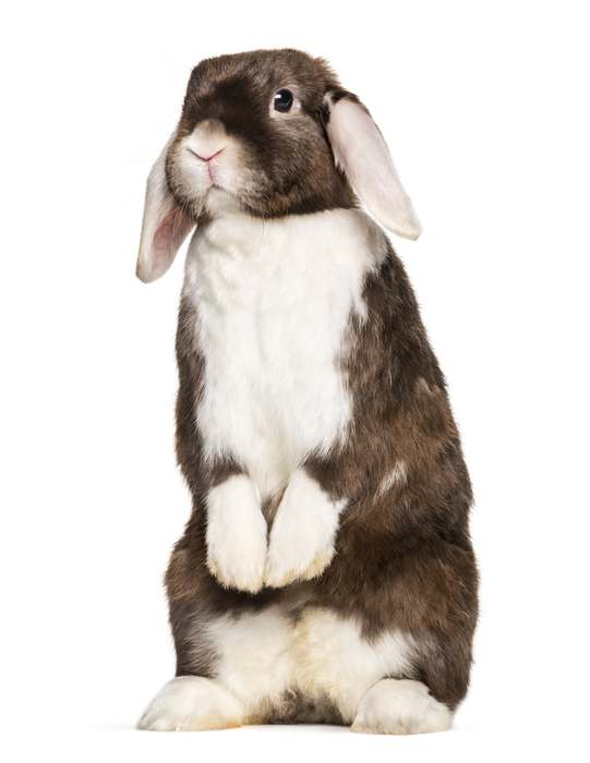 Карликовый баран, фото содержание мини кроликов фотография картинка