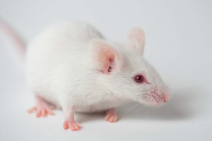 Декоративная белая мышь, фото грызуны фотография картинка